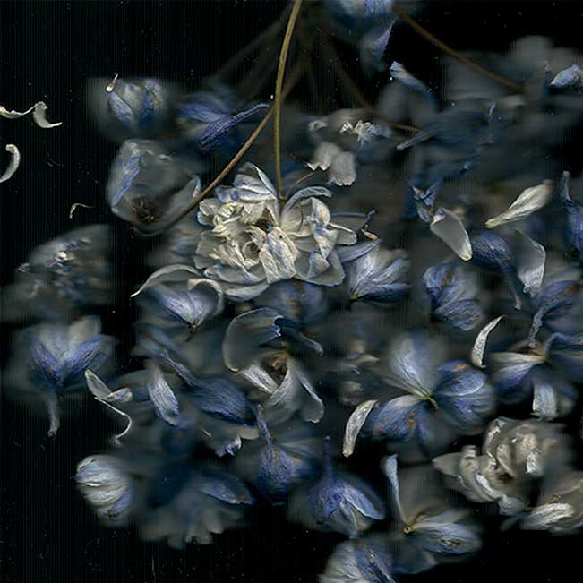 Mathilde Nardone, Zorah, 2017